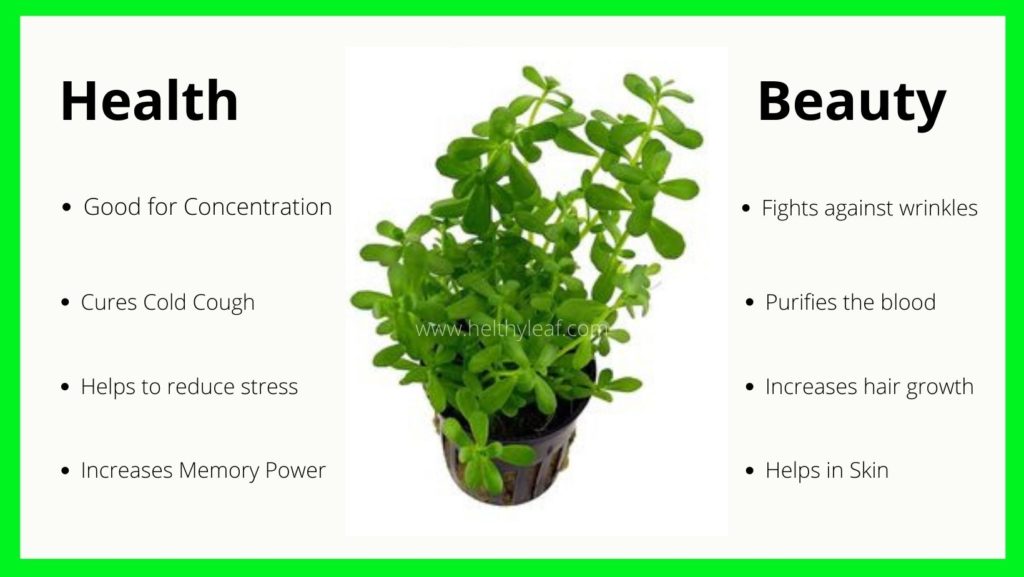 Brahmi Health Benefits