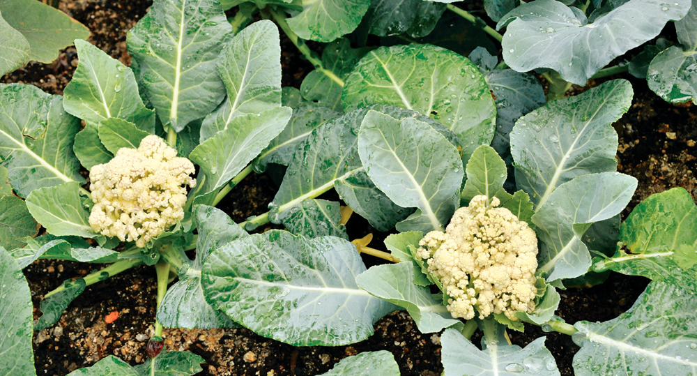  Cauliflower Cultivation