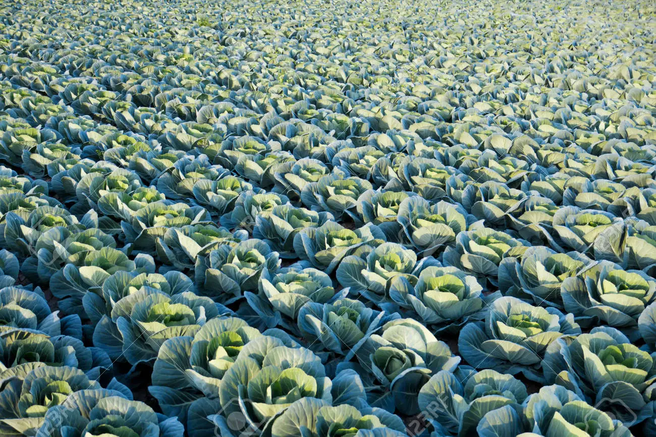 Cabbage and Cauliflower Cultivation