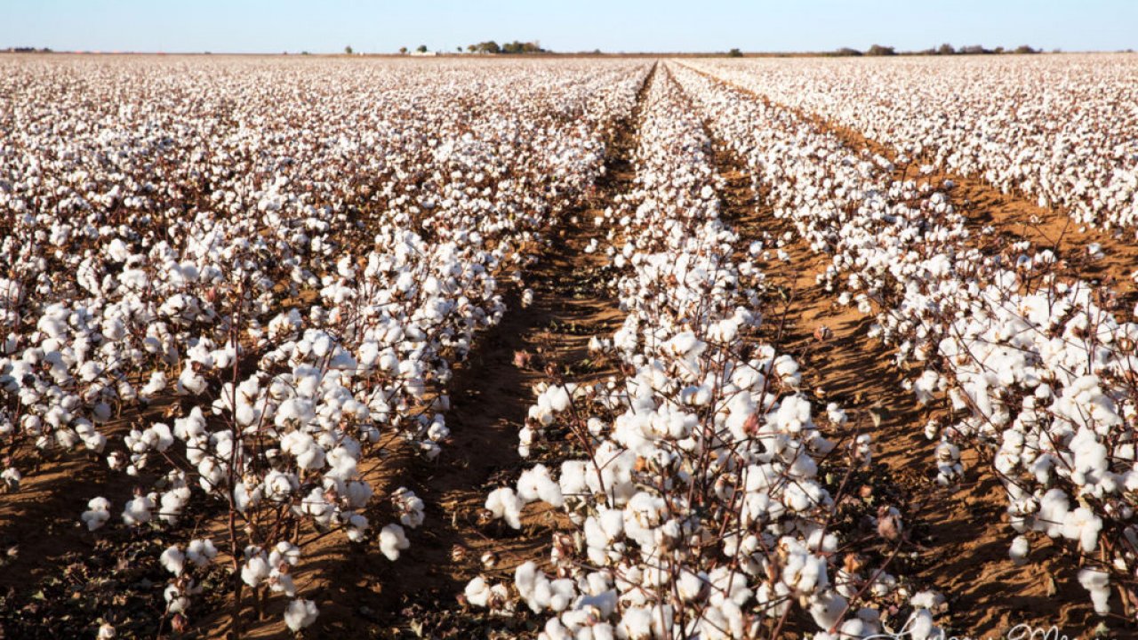 Cotton Fieldes