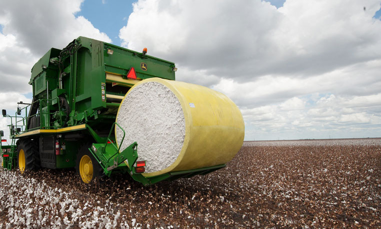 Cotton fields