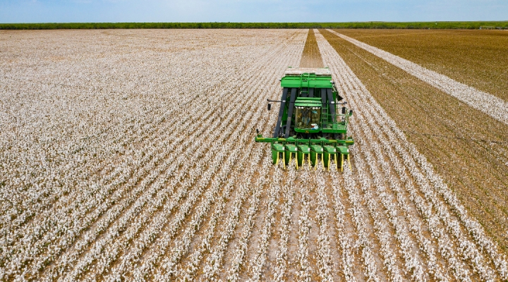 Cotton fields