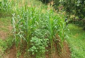 Cultivation of Maize In Paddy Fields