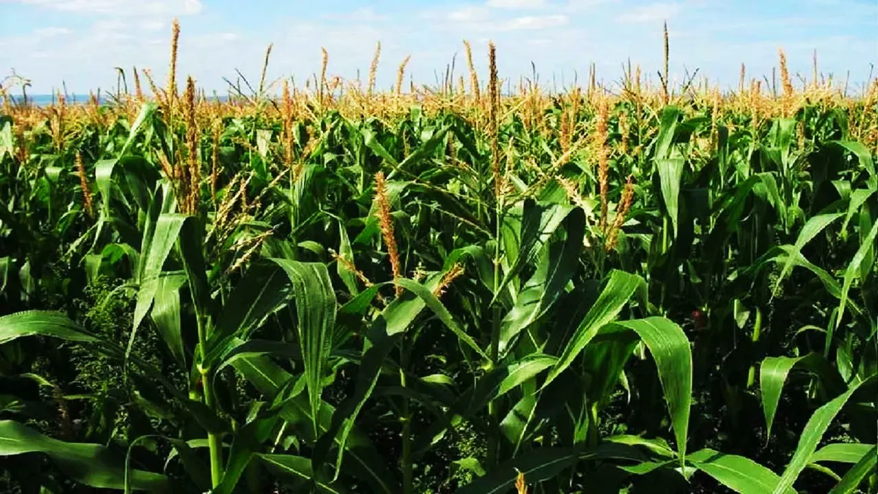 Cultivation of Maize In Paddy Fields