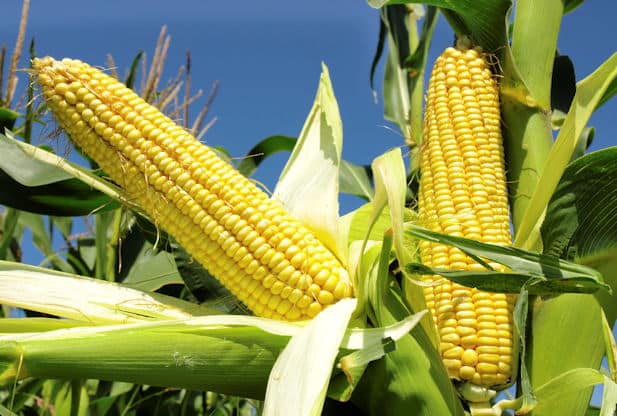 Maize Crop