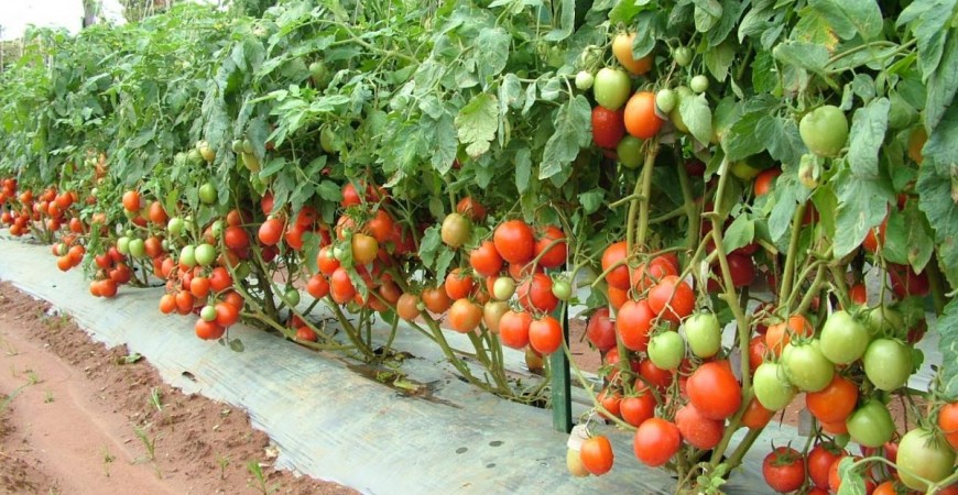 Tomato Farm