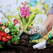 Planting Flower