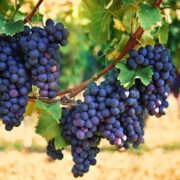 Grape Cultivation