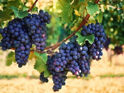 Grape Cultivation
