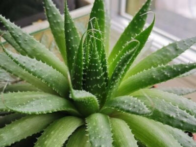 Aloevera