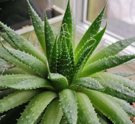 Aloevera