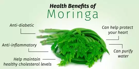 Health Benefits of Moringa