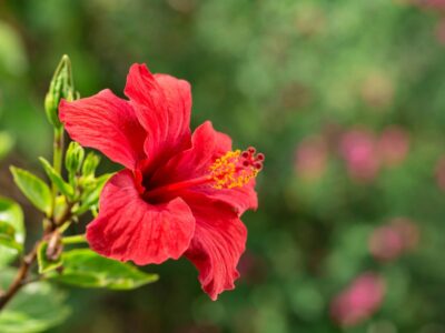 Hibiscus Flower