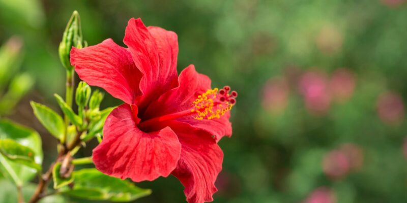 Hibiscus Flower