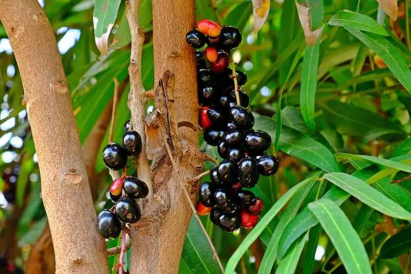 Jamun Tree