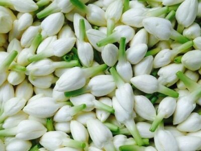 Jasmine