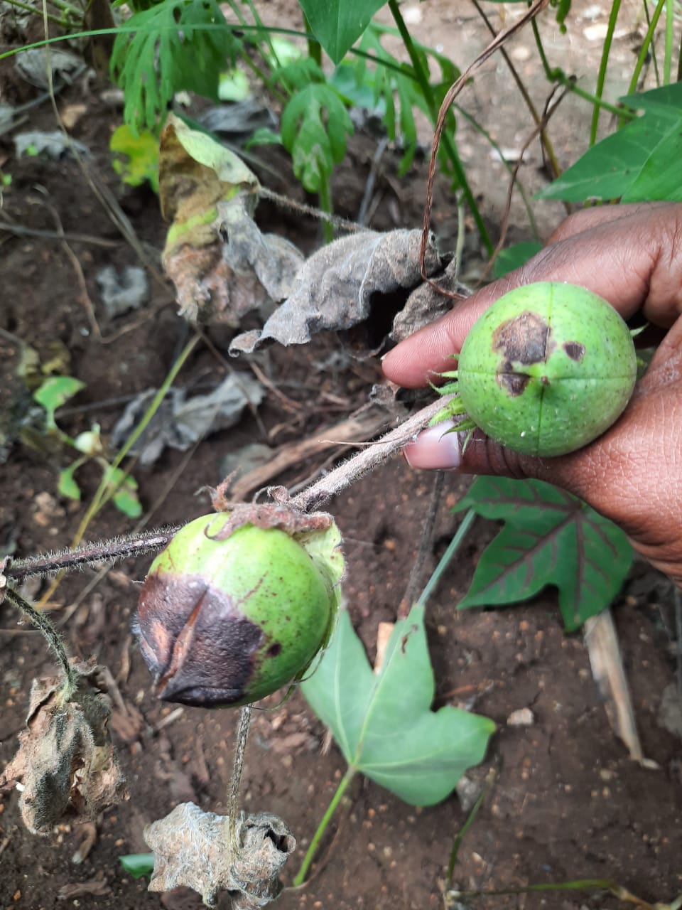 Pest Control In Cotton