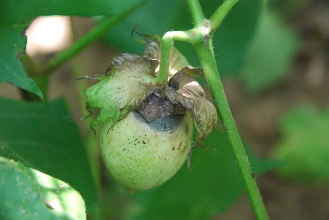 Pest Control In Cotton