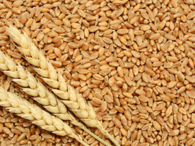 Wheat Crop