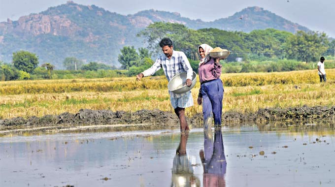 Yasangi Cultivation