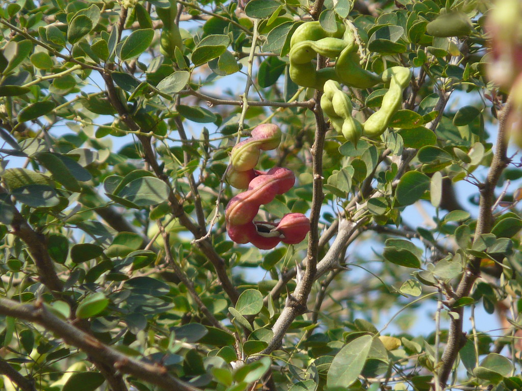 Manila Tamarind Tree