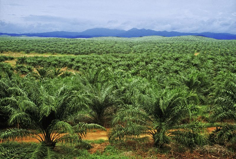 Oil Palm Cultivation