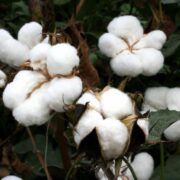 cotton Plant