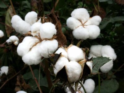 cotton Plant