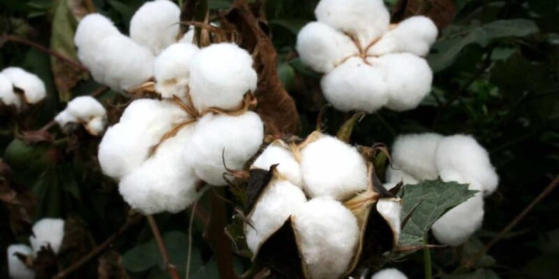 cotton Plant