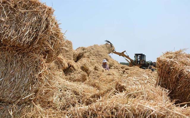 Organic Manure from Cotton Plant