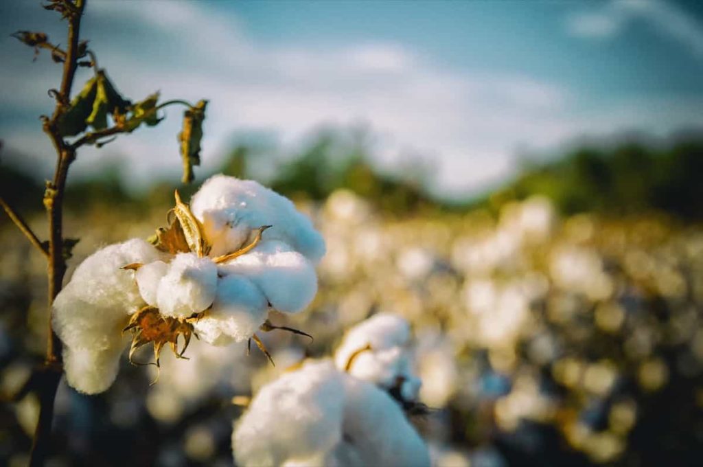 Cotton Plant