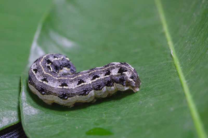 Cutworm