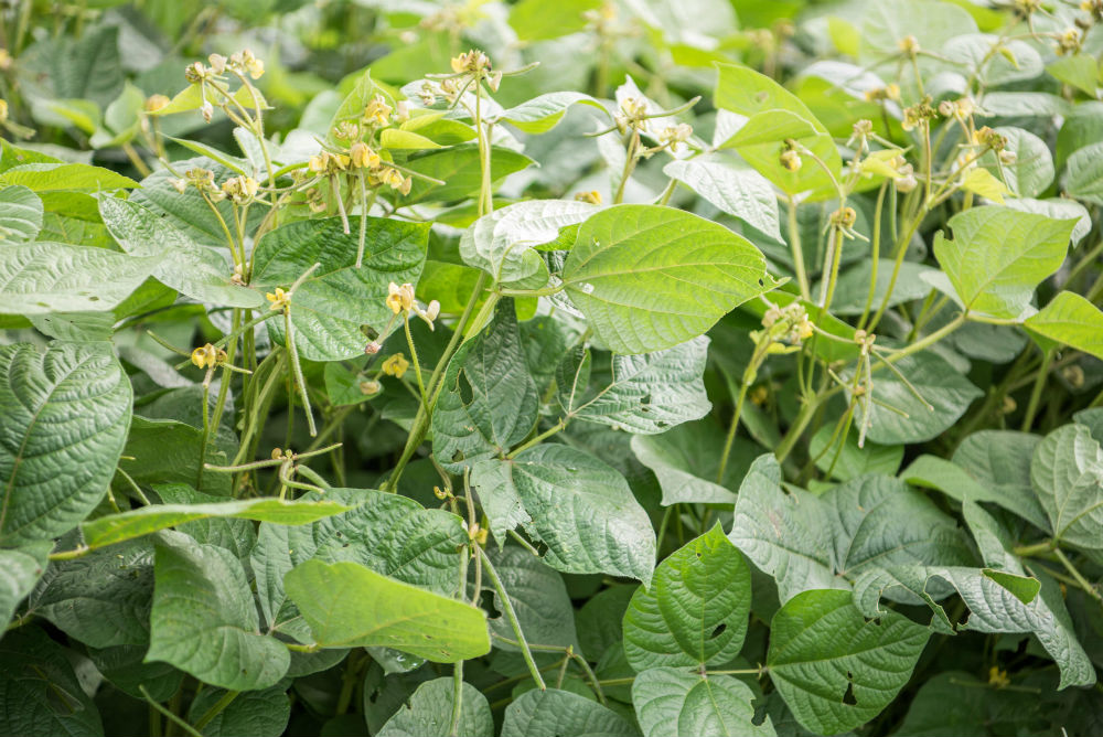 Pesara and Millet Crop