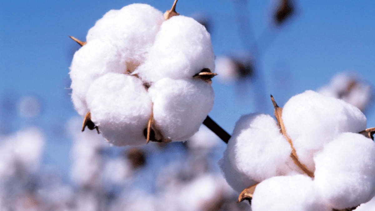 Cotton Crop