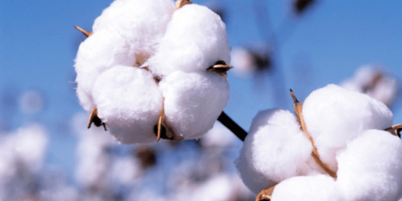 Cotton Crop