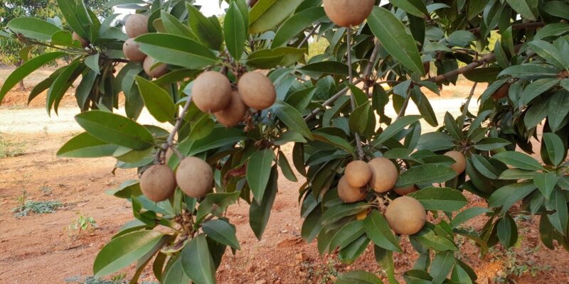 Sapota Farming