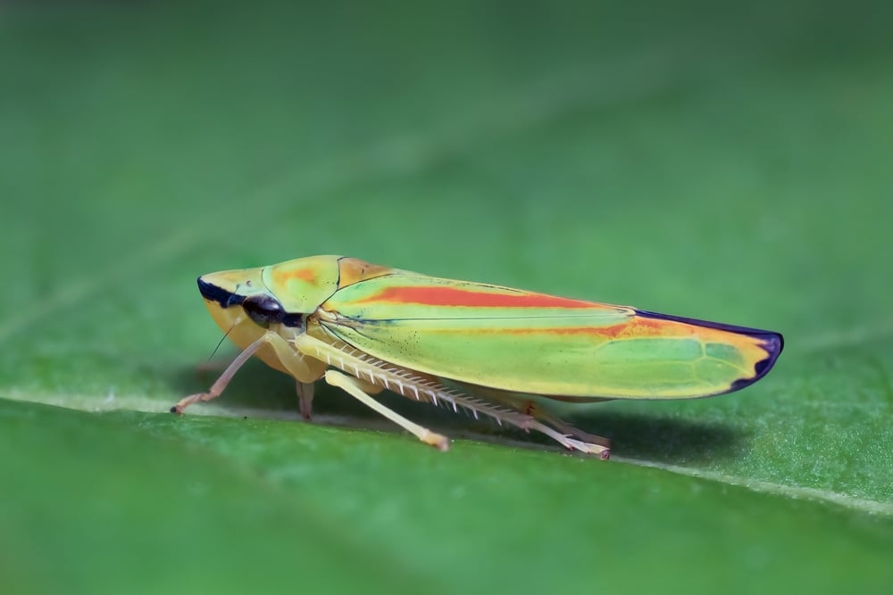 Leafhopper