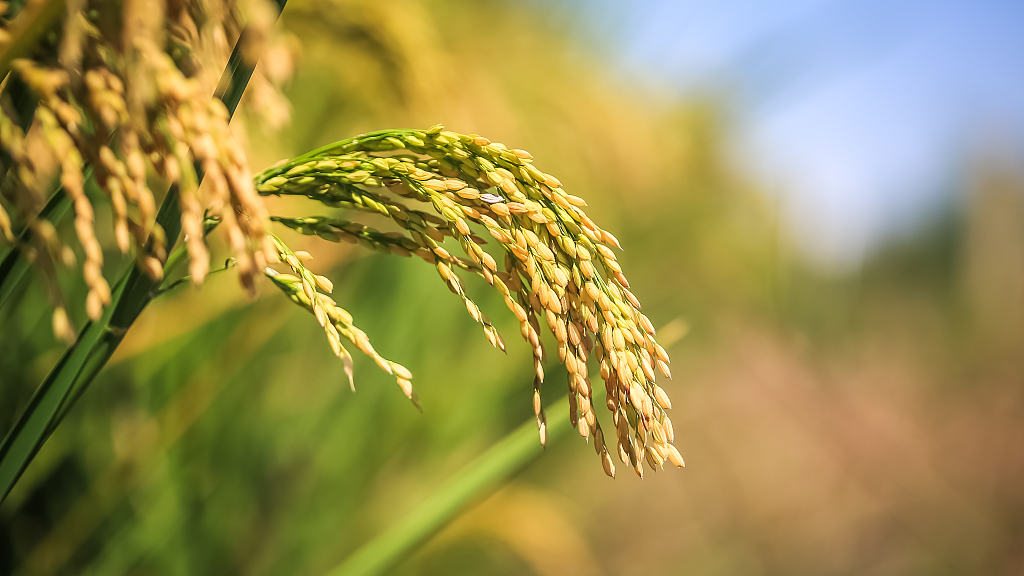 Pests Control In Rice Crop