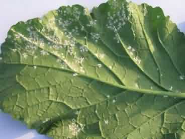 Pests of Mustard Leaf