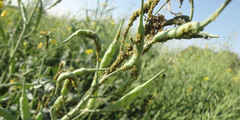 Pests of Mustard Crops