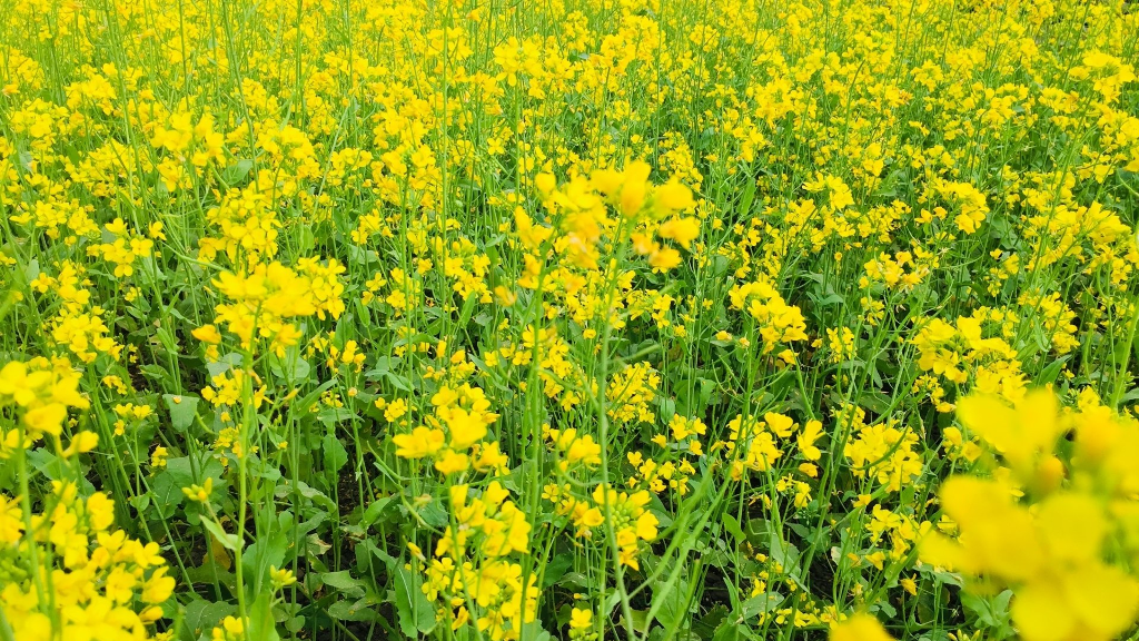  Mustard Crops