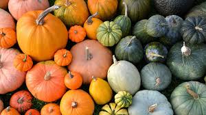 Different Types Of Pumpkin