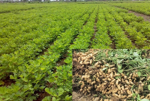 Rabi Groundnut Cultivation