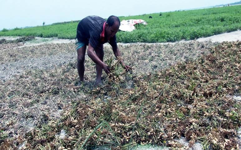  Groundnut farm