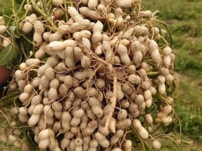 Rabi Groundnut Cultivation