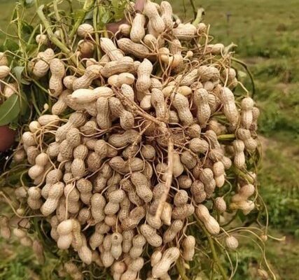 Rabi Groundnut Cultivation