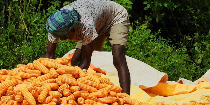 Maize Crop