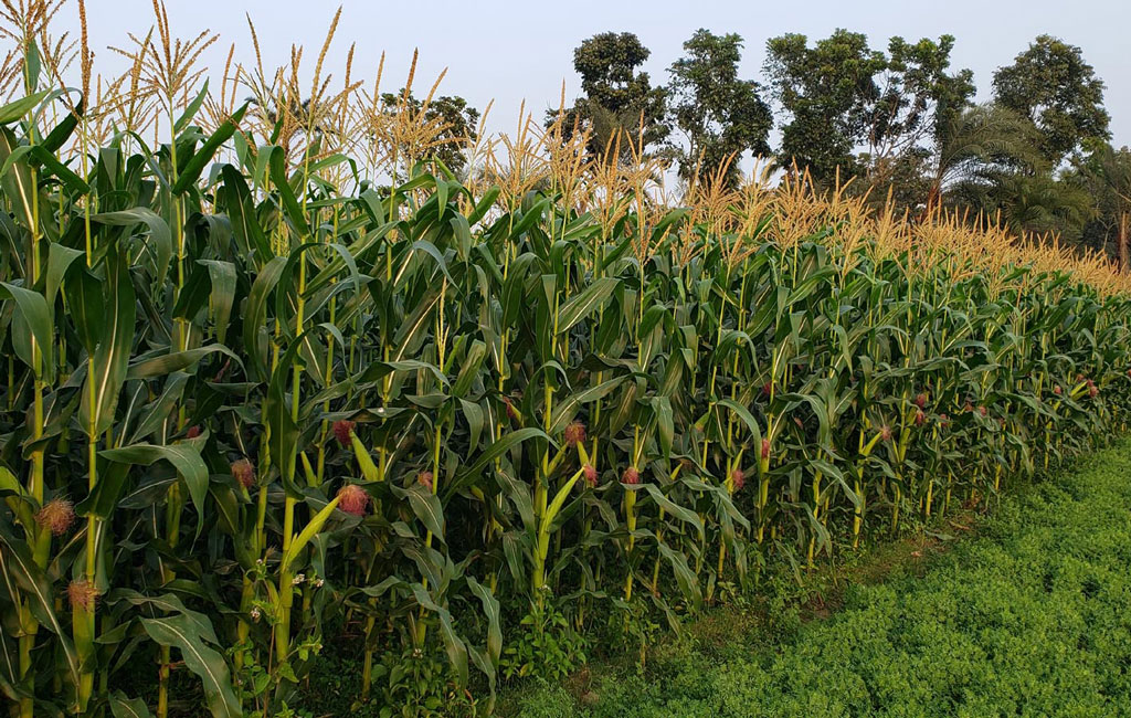 Rabi Maize