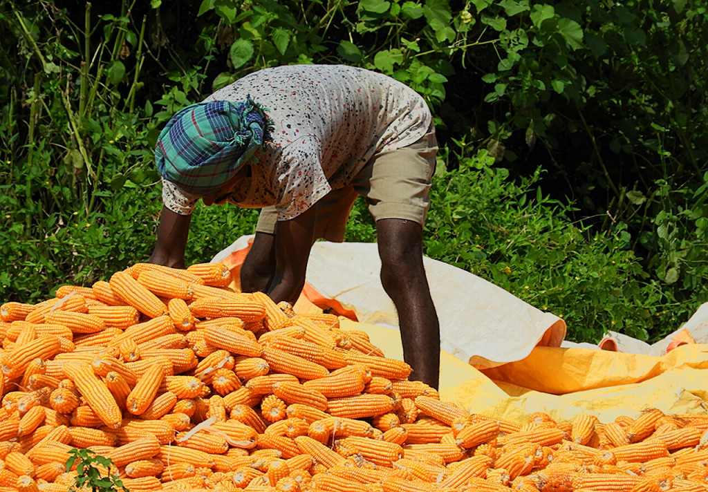 Maize Crop