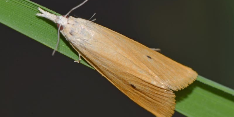 Stem Borer